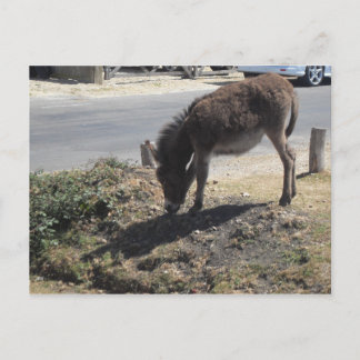 Cute Donkey Foal Briefkaart