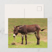 Cute Donkey heeft een groot Briefkaart (Voorkant / Achterkant)
