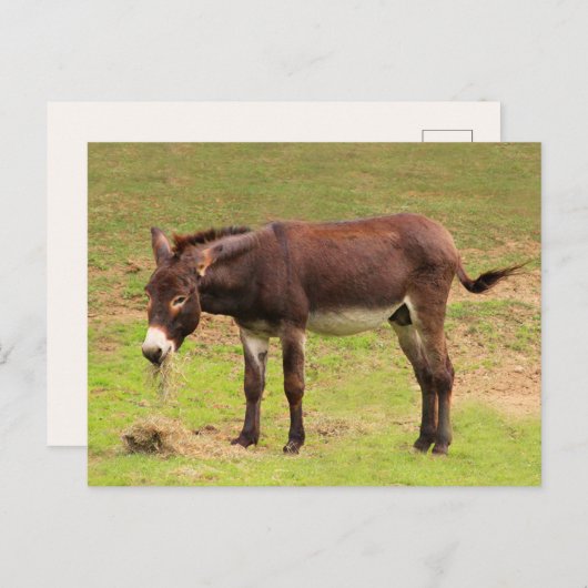 Cute Donkey heeft een groot Briefkaart (Voorkant / Achterkant)