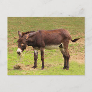 Cute Donkey heeft een groot Briefkaart