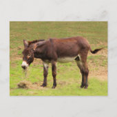 Cute Donkey heeft een groot Briefkaart (Voorkant)