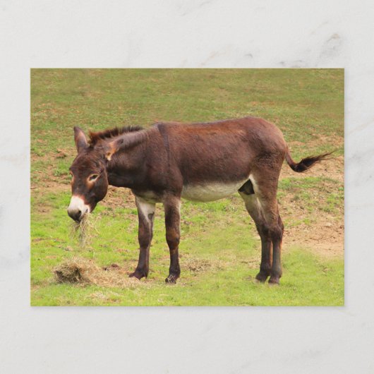 Cute Donkey heeft een groot Briefkaart (Voorkant)
