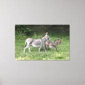 Cute Donkeys Canvas Afdruk (Voorkant)