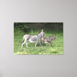 Cute Donkeys Canvas Afdruk