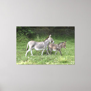Cute Donkeys Canvas Afdruk