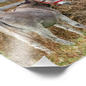 Cute Donkeys Foto Afdruk (Hoek)