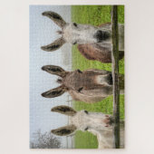 Cute Donkeys In Misty Paddock Animals Nature Legpuzzel (Verticaal)
