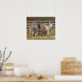 Cute Donkeys Poster (Keuken)