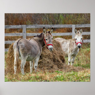 Cute Donkeys Poster
