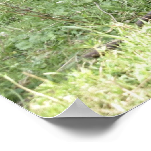 Cute Donkeys Poster (Hoek)