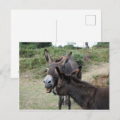 Cute Donkeys Yawning Briefkaart (Voorkant / Achterkant)