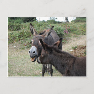 Cute Donkeys Yawning Briefkaart