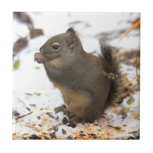 Cute Douglas Squirrel Enjoing a Winter Feast Tegeltje (Voorkant)