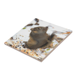 Cute Douglas Squirrel Enjoing a Winter Feast Tegeltje