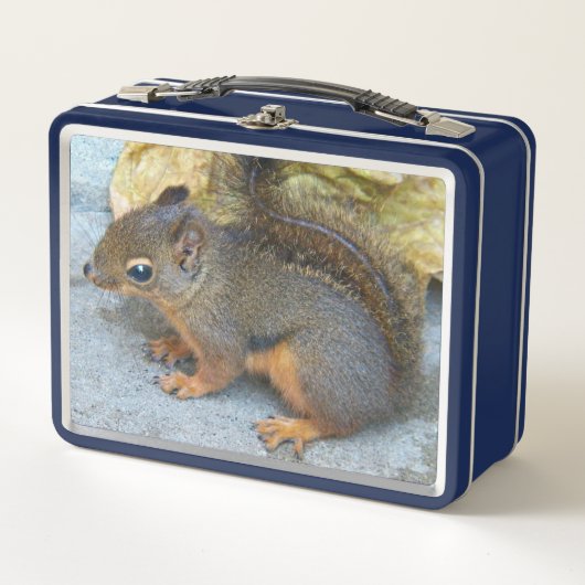 Cute Douglas Squirrel Natuur Foto (Voorkant)