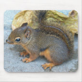 Cute Douglas Squirrel Natuur Foto Muismat (Voorkant)