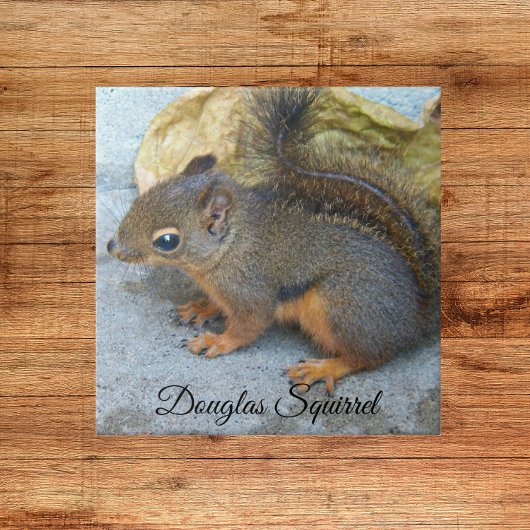 Cute Douglas Squirrel Natuur Foto Tegeltje