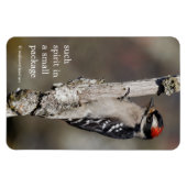 Cute Downy Woodpecker Bird on Branch Magneet (Horizontaal)