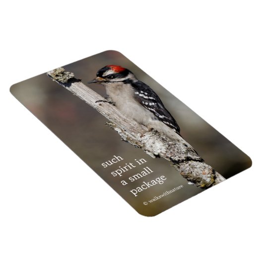 Cute Downy Woodpecker Bird on Branch Magneet (Rechterzijde)