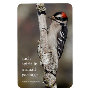 Cute Downy Woodpecker Bird on Branch Magneet