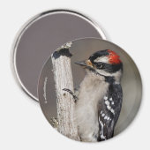 Cute Downy Woodpecker Bird on Branch Magneet (Voorkant / Achterkant)