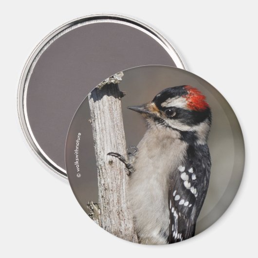 Cute Downy Woodpecker Bird on Branch Magneet (Voorkant / Achterkant)