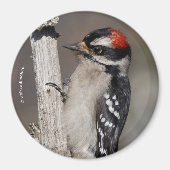 Cute Downy Woodpecker Bird on Branch Magneet (Voorkant)
