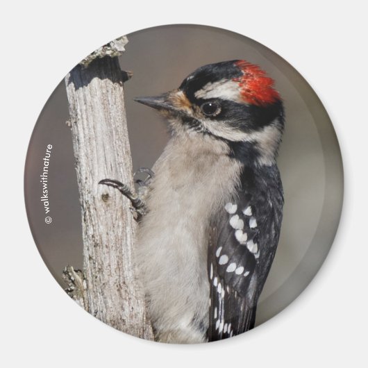 Cute Downy Woodpecker Bird on Branch Magneet (Voorkant)