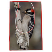 Cute Downy Woodpecker Bird on Branch Medium Cadeauzakje (Voorkant)