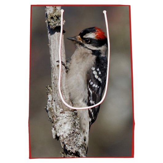 Cute Downy Woodpecker Bird on Branch Medium Cadeauzakje (Achterkant)