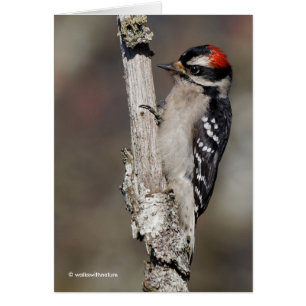 Cute Downy Woodpecker op de Boom