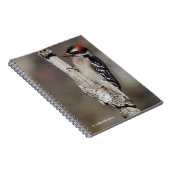 Cute Downy Woodpecker op de Boom Notitieboek (Rechterzijde)