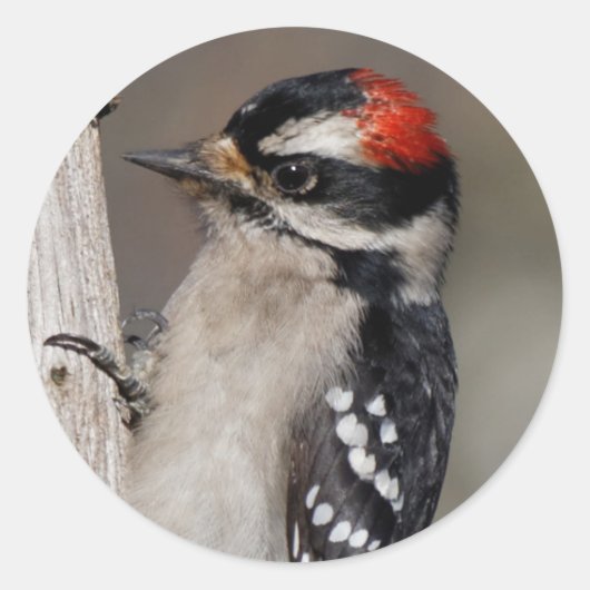 Cute Downy Woodpecker op de Boom Ronde Sticker (Voorkant)
