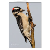 Cute Downy Woodpecker op fruitbomen (Voorkant)
