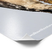 Cute Downy Woodpecker op fruitbomen Foto Afdruk (Hoek)