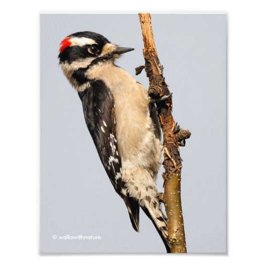Cute Downy Woodpecker op fruitbomen Foto Afdruk (Voorkant)