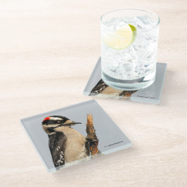 Cute Downy Woodpecker op fruitbomen Glazen Onderzetter