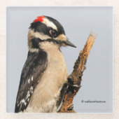 Cute Downy Woodpecker op fruitbomen Glazen Onderzetter (Voorkant)