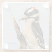 Cute Downy Woodpecker op fruitbomen Glazen Onderzetter (Achterkant)