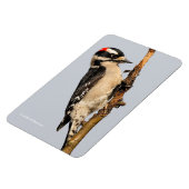 Cute Downy Woodpecker op fruitbomen Magneet (Linkerzijde)