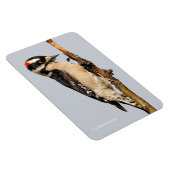 Cute Downy Woodpecker op fruitbomen Magneet (Rechterzijde)