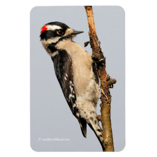 Cute Downy Woodpecker op fruitbomen Magneet
