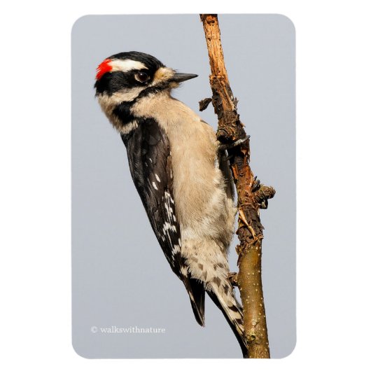 Cute Downy Woodpecker op fruitbomen Magneet (Verticaal)