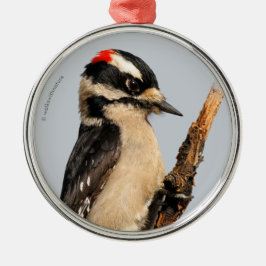 Cute Downy Woodpecker op fruitbomen Metalen Ornament