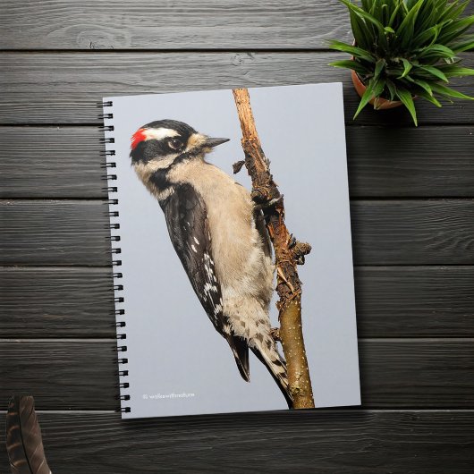 Cute Downy Woodpecker op fruitbomen Notitieboek