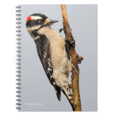 Cute Downy Woodpecker op fruitbomen Notitieboek (Voorkant)