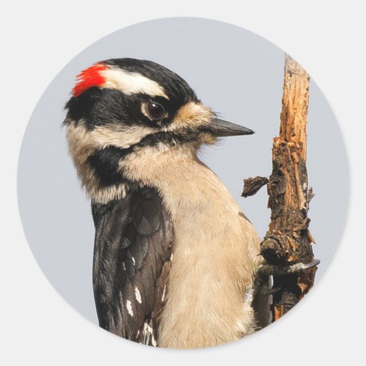 Cute Downy Woodpecker op fruitbomen Ronde Sticker (Voorkant)