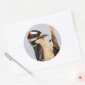 Cute Downy Woodpecker op fruitbomen Ronde Sticker (Envelop)