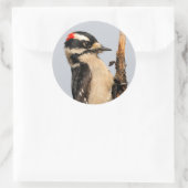 Cute Downy Woodpecker op fruitbomen Ronde Sticker (Tas)
