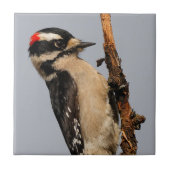Cute Downy Woodpecker op fruitbomen Tegeltje (Voorkant)